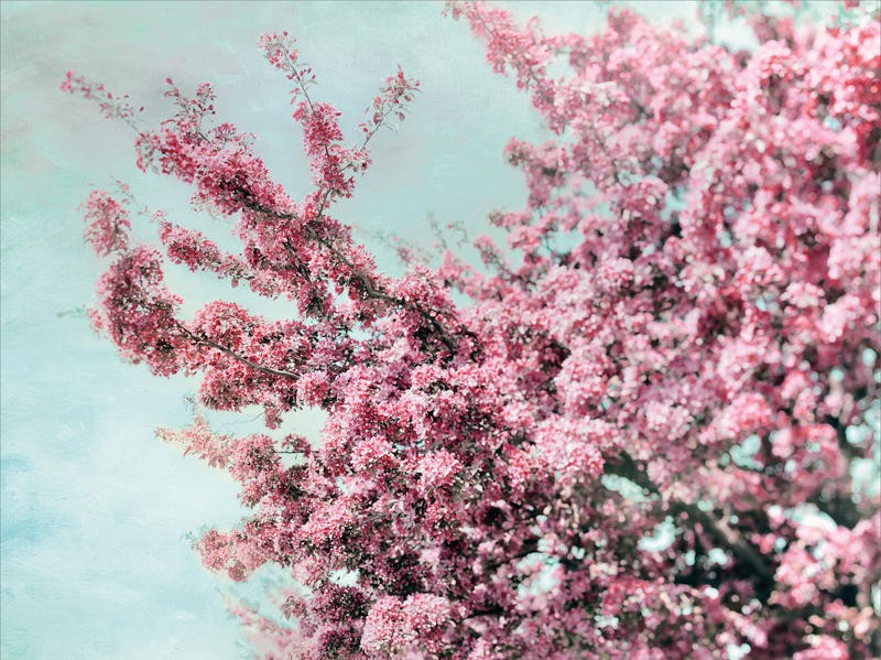 Tracey Telik, BLOSSOMING SPRING I (Blüten, Blütenzweige, Frühling, floral, Pflanzen, Botanik, Fotokunst,  Wunschgröße, Treppenhaus, Wohnzimmer)