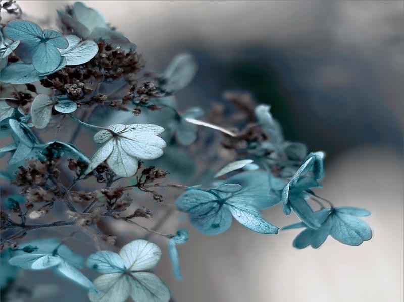 Tracey Telik, BLOSSOMING SPRING III (Blütenzweige, Blüten, Blütenblätter, Nahaufnahme, Pflanzen, Botanik, Frühling, Fotokunst,  Wunschgröße, Treppenhaus, Wohnzimmer)