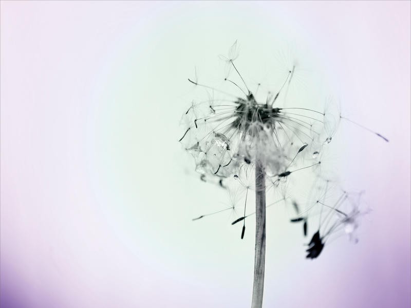 Tracey Telik, WISHES ON A WIND (Blume, Samen, Löwenzahn, Pusteblume, Nahaufnahme, Pflanzen, Botanik, Fotokunst,  Wunschgröße, Treppenhaus, Wohnzimmer)