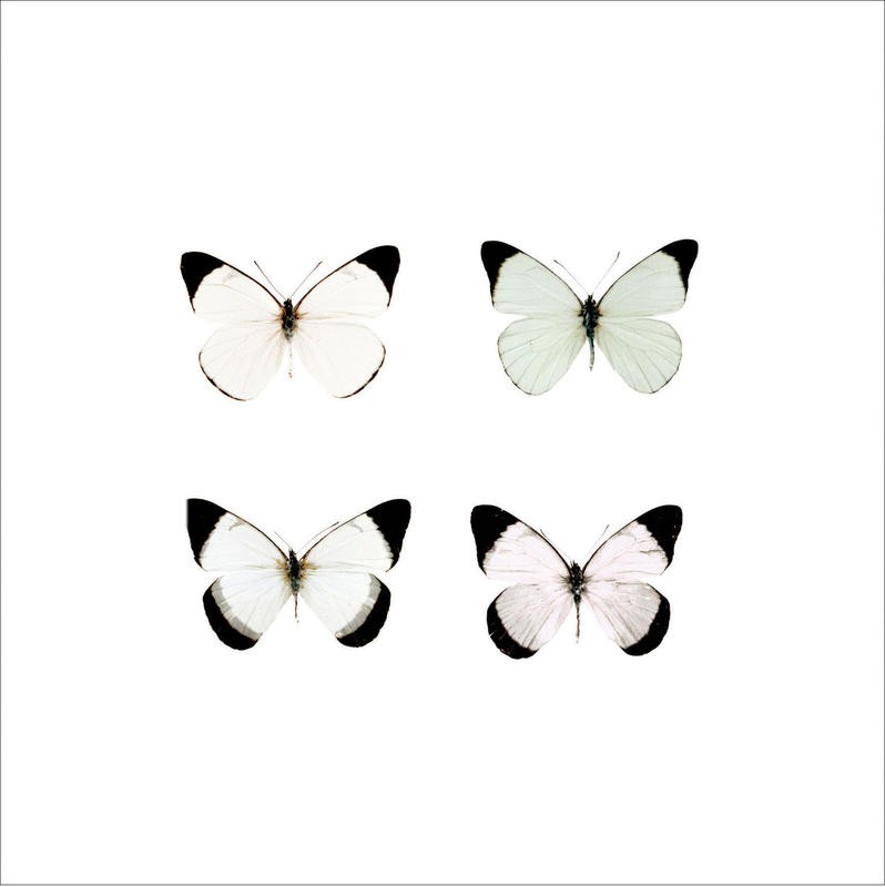 Tracey Telik, PALE BUTTERFLIES I (Schmetterlinge, Insekten, Flügel, filigran, Fotokunst, zart, Wunschgröße, Treppenhaus, Wohnzimmer, schwarz/weiß)