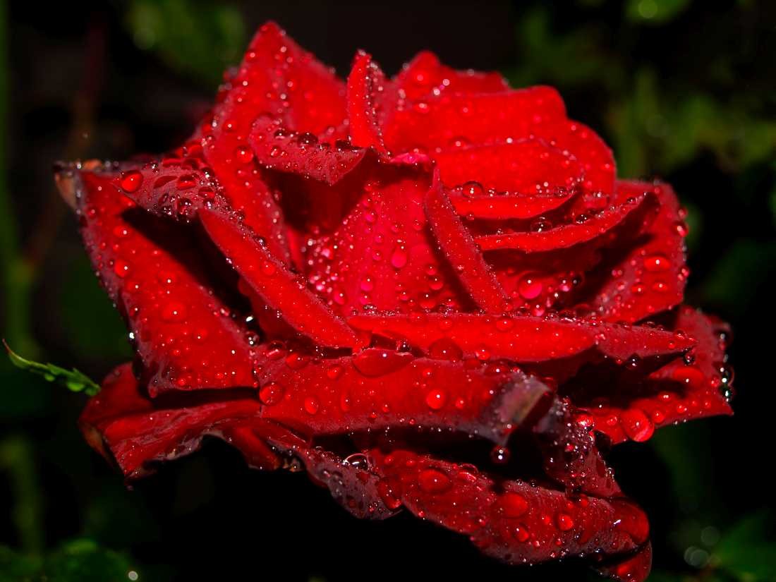 Conny Krakowski, Rose im Frühtau (Rose, Blume, Tau, Frühtau, Liebe, Macro, Fotografie)