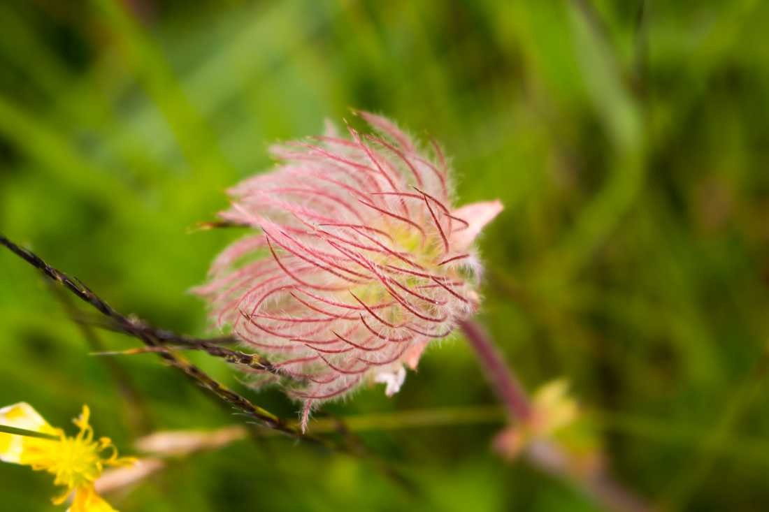 Conny Krakowski, Kleine Schönheit (Blumen, Blumenwiese, Bienenwiese, Gras, Sommer, Natur, Fotografie)
