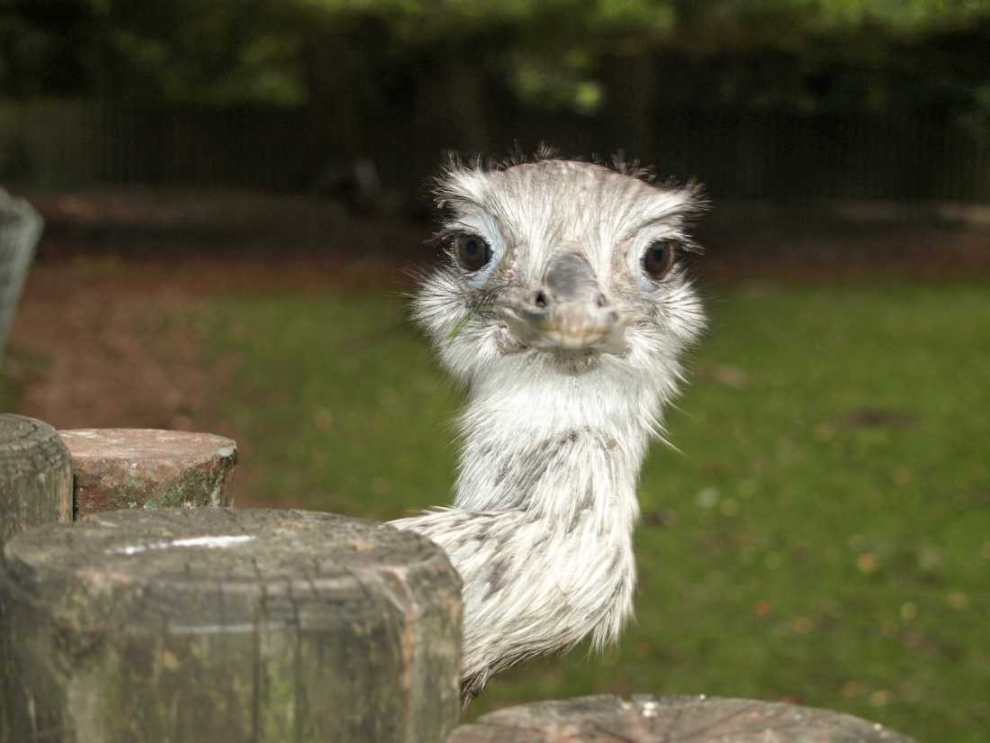 Conny Krakowski, Emu (Laufvogel, Emu, Vogel, Conny, Krakowski,Tierfotografie, Tiere,)