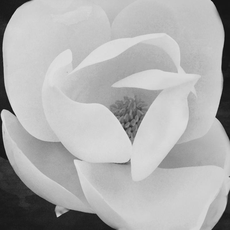 Jace Grey, WHITE BLOOM I (BLUMEN)