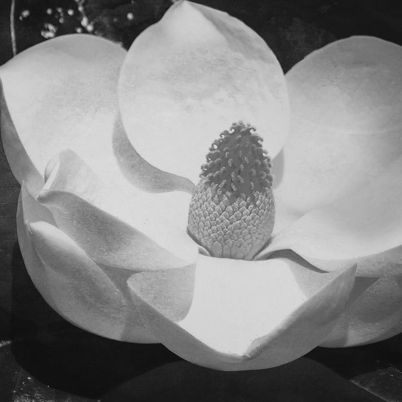 Jace Grey, WHITE BLOOM II (BLUMEN)