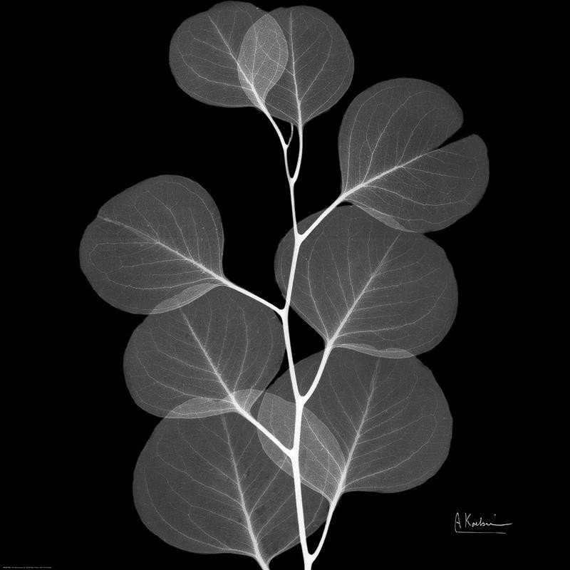 Albert Koetsier, BLACK + WHITE LEAVES II (X-RAY)