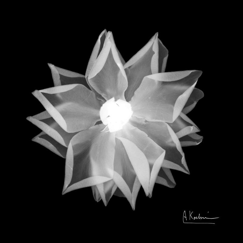 Albert Koetsier, BLACK + WHITE FLOWER I (X-RAY)