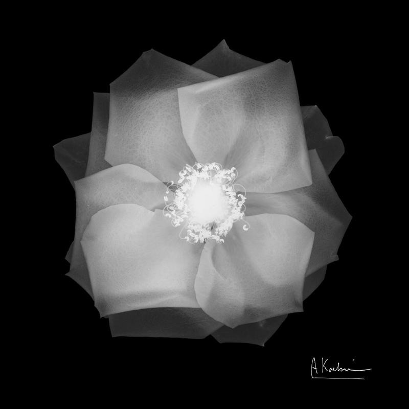 Albert Koetsier, BLACK + WHITE FLOWER II (X-RAY)