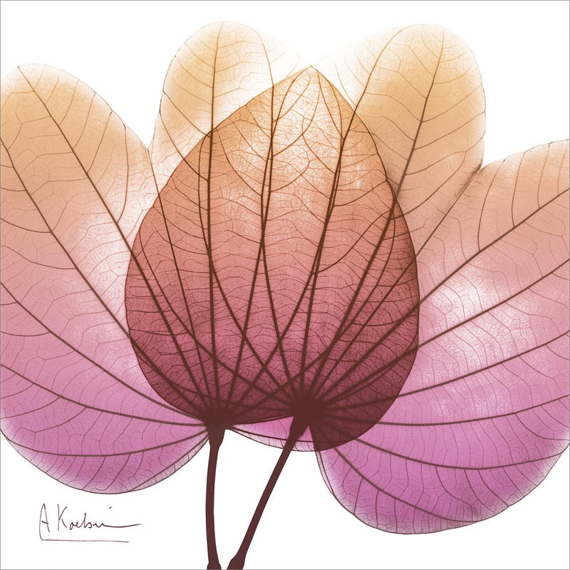 Albert Koetsier, PINK ORANGE III (X-RAY)