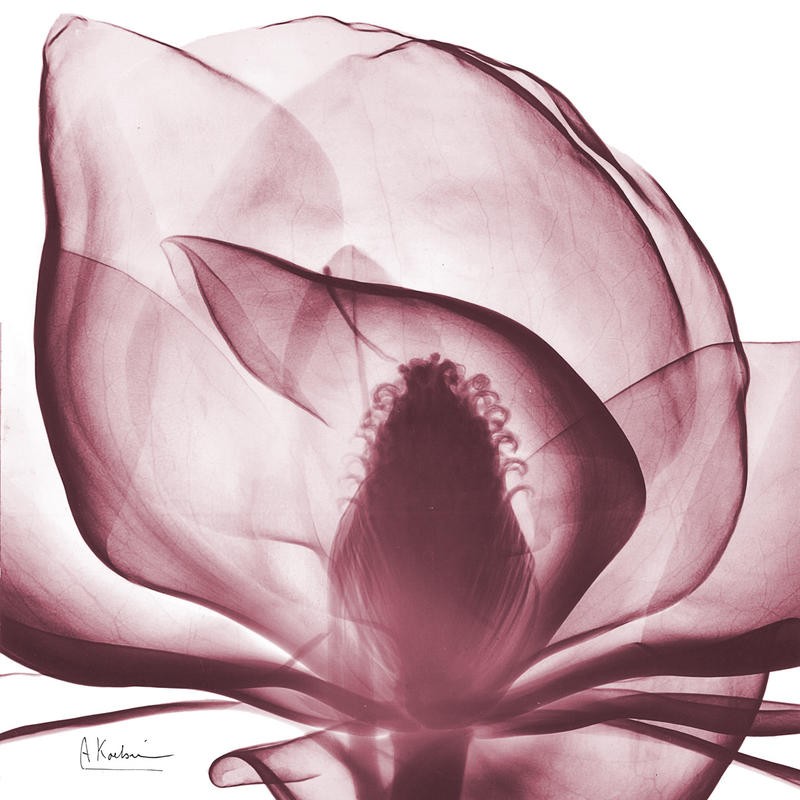 Albert Koetsier, FLOWERS IN DARK RED II (X-RAY)