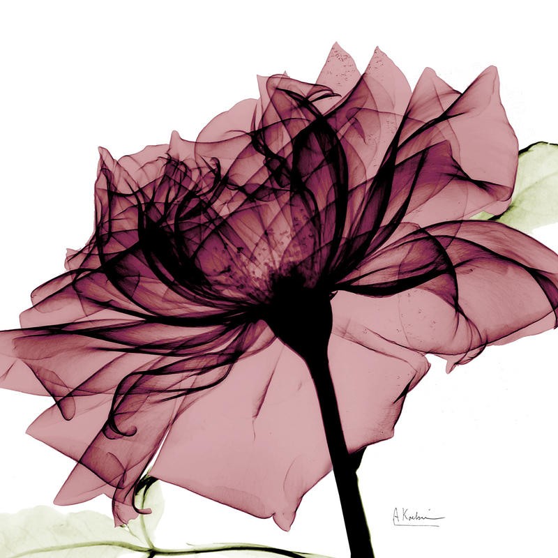 Albert Koetsier, X-RAY FLOWER I (X-RAY)