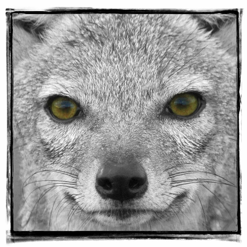F+S Parker, CATASTIC V (Fuchs, Nahaufnahme, Colorspot, grüne Augen Fotokunst, Tierportrait, Wunschgröße, Treppenhaus, Wohnzimmer, schwarz/weiß/grün)