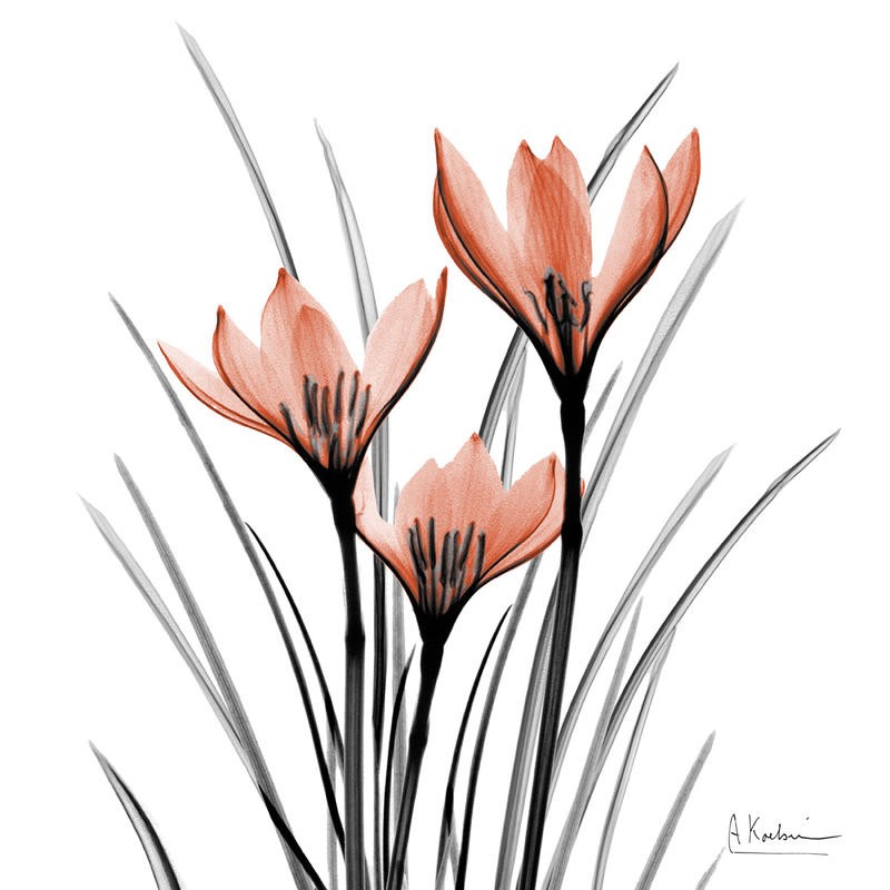 Albert Koetsier, CROCUS ORANGE I (X-RAY)