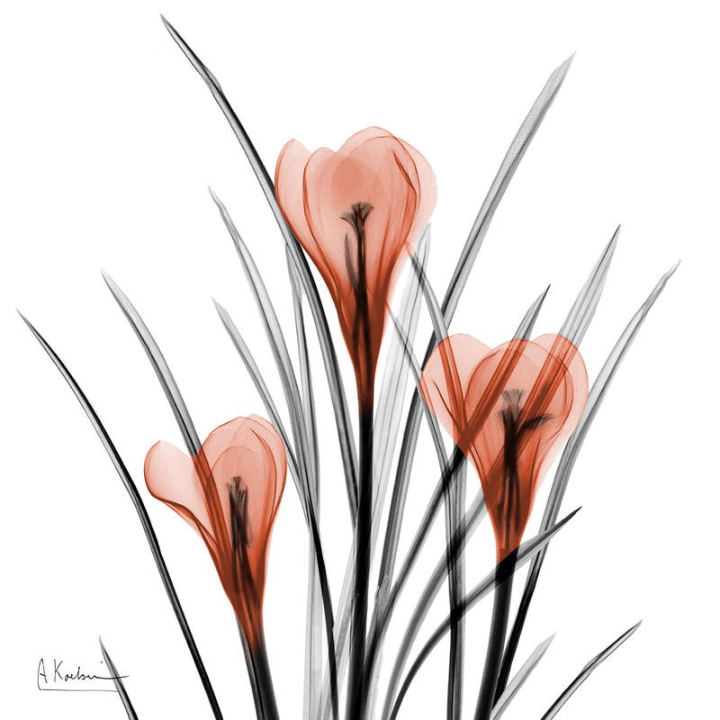 Albert Koetsier, CROCUS ORANGE II (X-RAY)