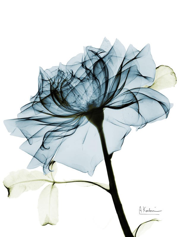 Albert Koetsier, X-RAY ROSE I (X-RAY)