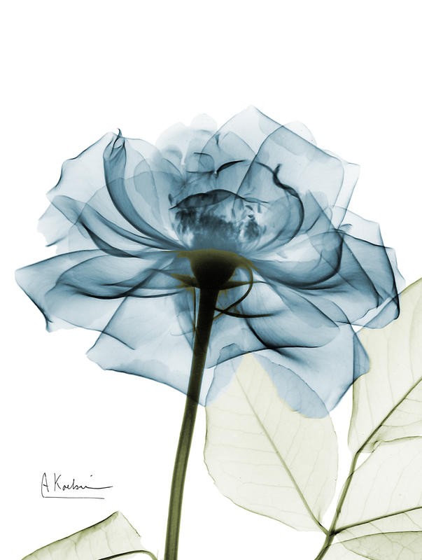 Albert Koetsier, X-RAY ROSE II (X-RAY)