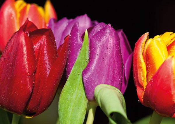 Sibylle Witt, TULIPS ON BLACK (Tulpen, Blüten, Blumen, Blumenstrauß, Botanik, Frühling, Wassertropfen, Fotokunst, Wunschgröße, Treppenhaus, Wohnzimmer, leuchtend bunt)
