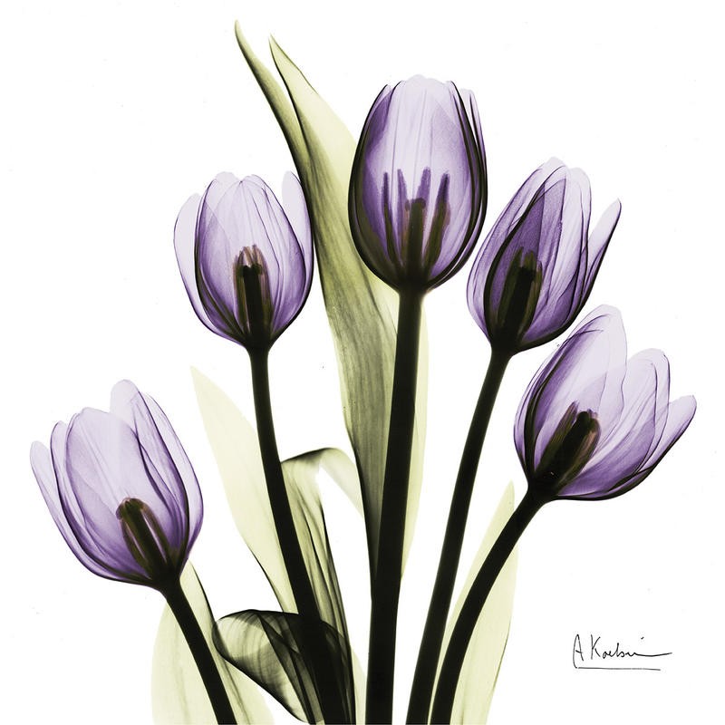 Albert Koetsier, X-RAY PURPLE I (X-RAY)