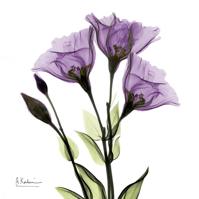 Albert Koetsier, X-RAY PURPLE II (X-RAY)