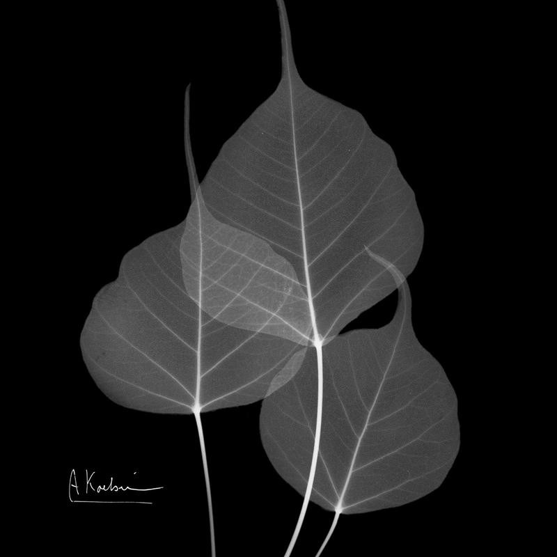 Albert Koetsier, BLACK + WHITE LEAVES I (X-RAY)