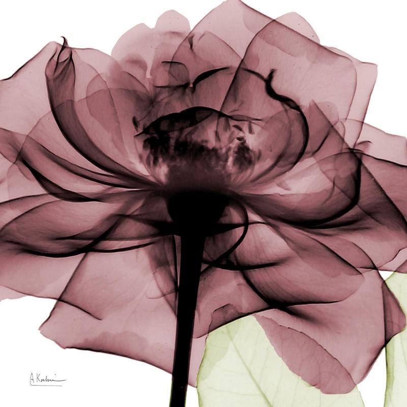Albert Koetsier, X-RAY FLOWER II (X-RAY)