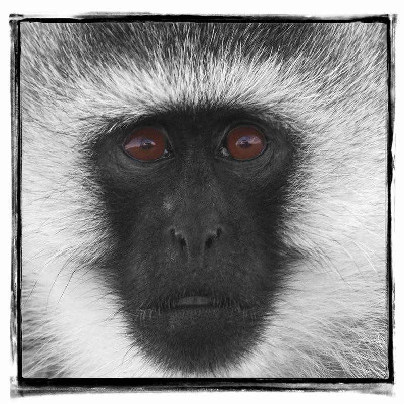 F+S Parker, CATASTIC VII (Affe, Gesicht, Nahaufnahme, Colorspot, braune Augen Fotokunst, Tierportrait, Wunschgröße, Treppenhaus, Wohnzimmer, schwarz/weiß/braun)