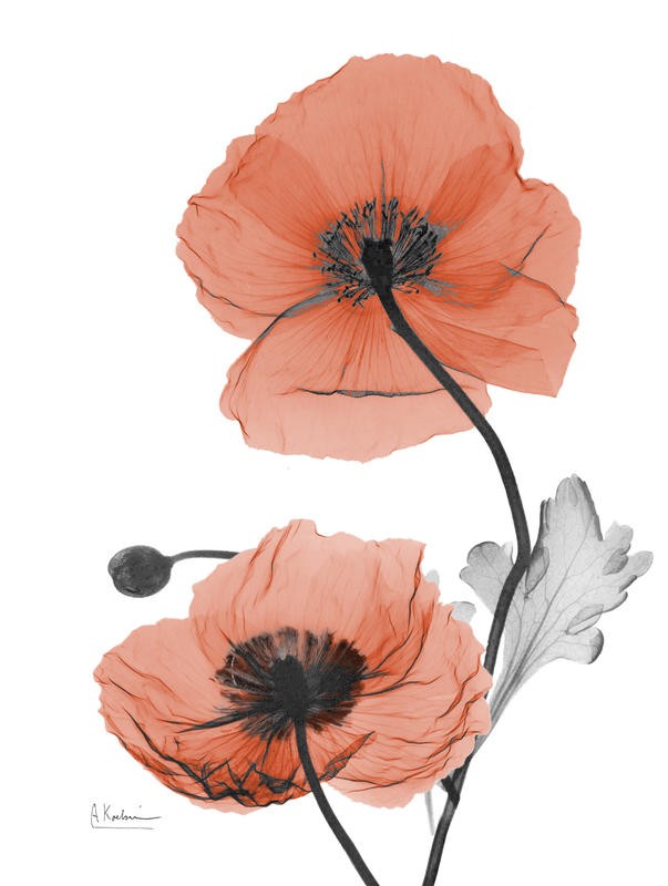 Albert Koetsier, FLOWERS IN RED VIII (X-RAY)