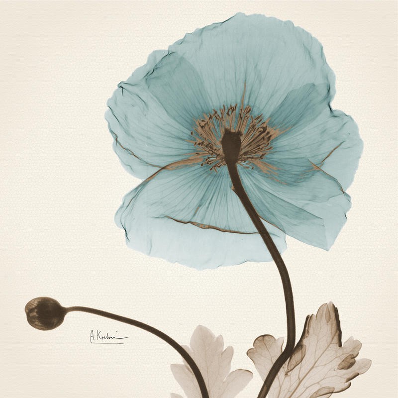 Albert Koetsier, POPPY IN BLUE (X-RAY)