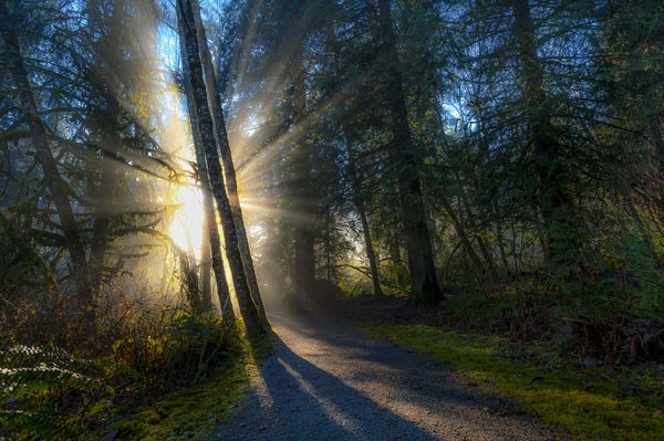 Vladimir Kostka, FOREST SUN RAYS (Wald, Natur, Waldweg, Sonne, Sonnenlicht, Strahlen, Bäume, Fotokunst, Wunschgröße, Wohnzimmer, Treppenhaus,  bunt)