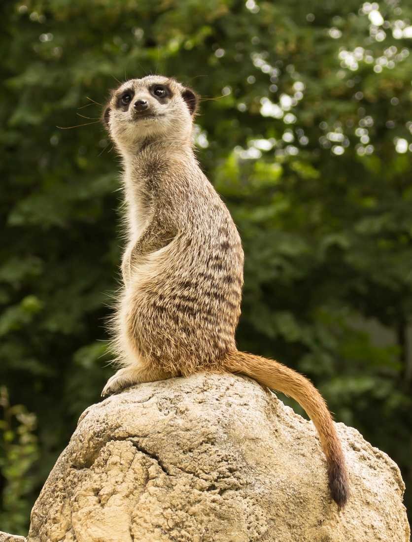 Conny Krakowski, Erdmännchen (Erdmännchen, Wächter, Aufpasser, Schutz, Conny, Krakowski,Tierfotografie, Tiere,)