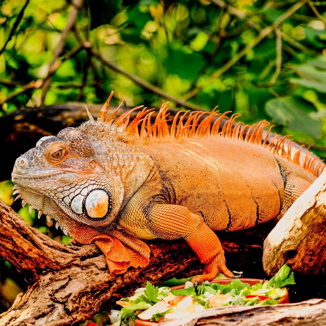 Conny Krakowski, Leguan (Leguan, Echse, Waran, Amphibie,Conny, Krakowski,Tierfotografie, Tiere,)