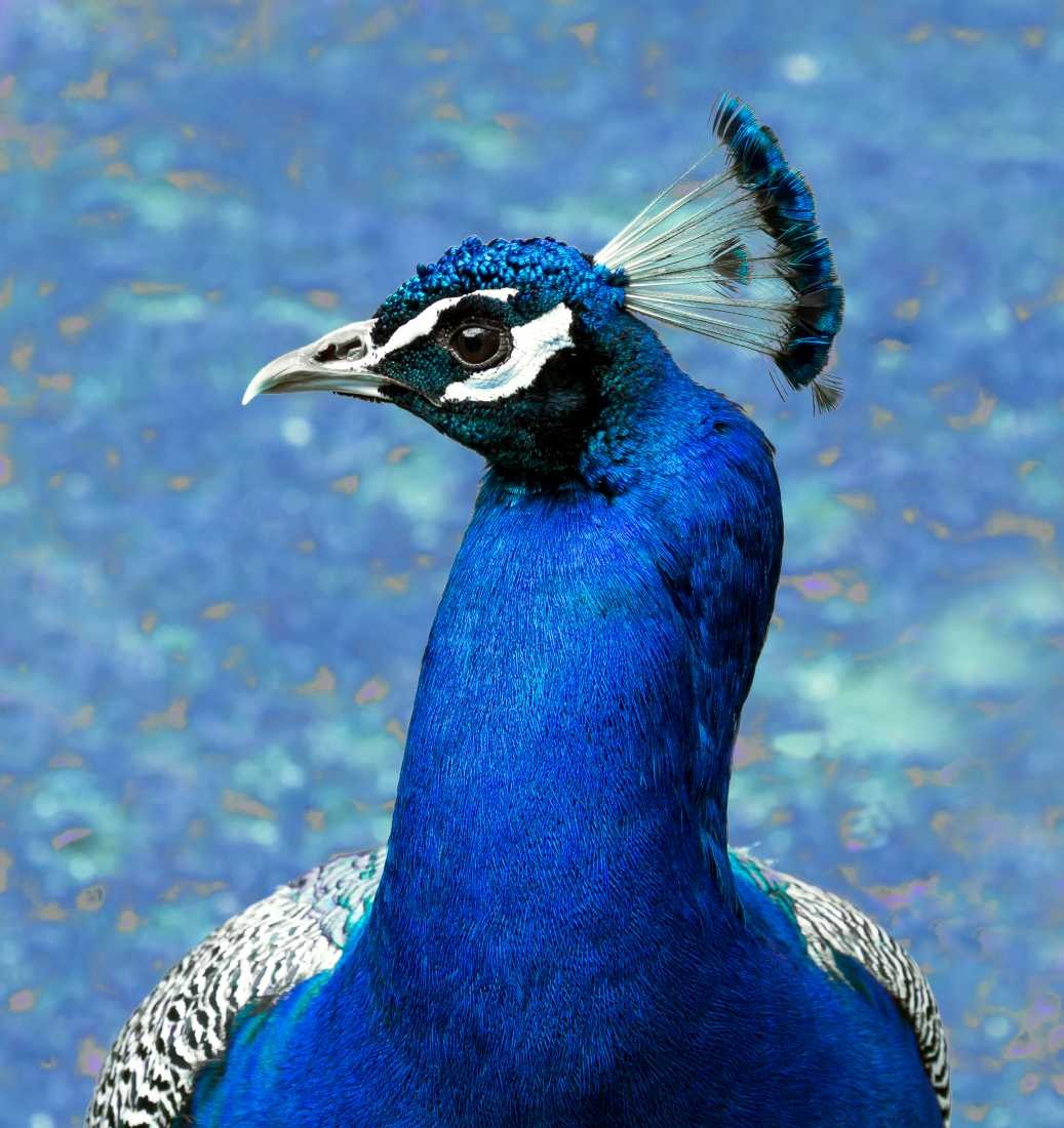 Conny Krakowski, Pfau  (Pfau, Vogel, Conny, Krakowski,Tierfotografie, Tiere,)