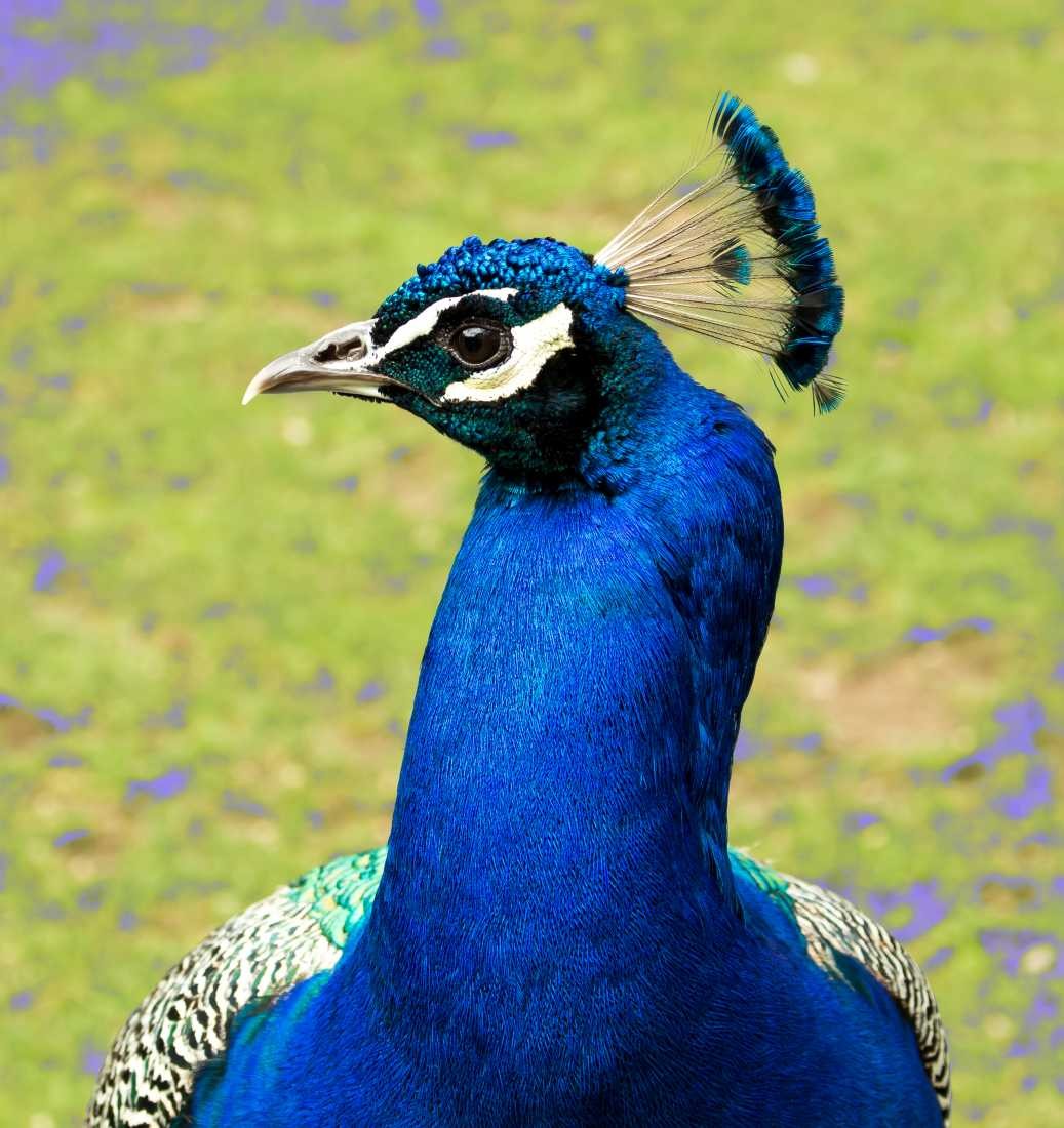 Conny Krakowski, Pfau (Pfau, Vogel, Conny, Krakowski,Tierfotografie, Tiere,)