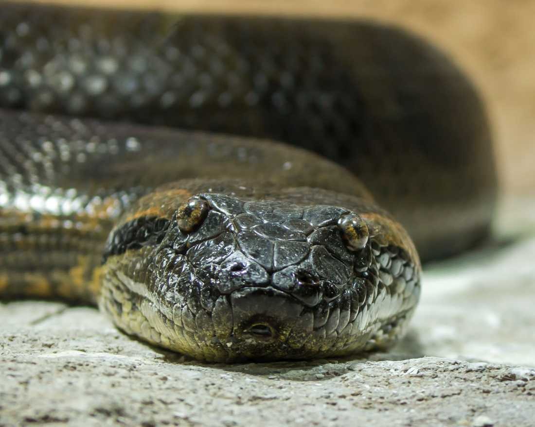 Conny Krakowski, Schlange (Schlange, Reptil, bedrohnung, falschheit, hinterlist, Conny, Krakowski,Tierfotografie, Tiere,)