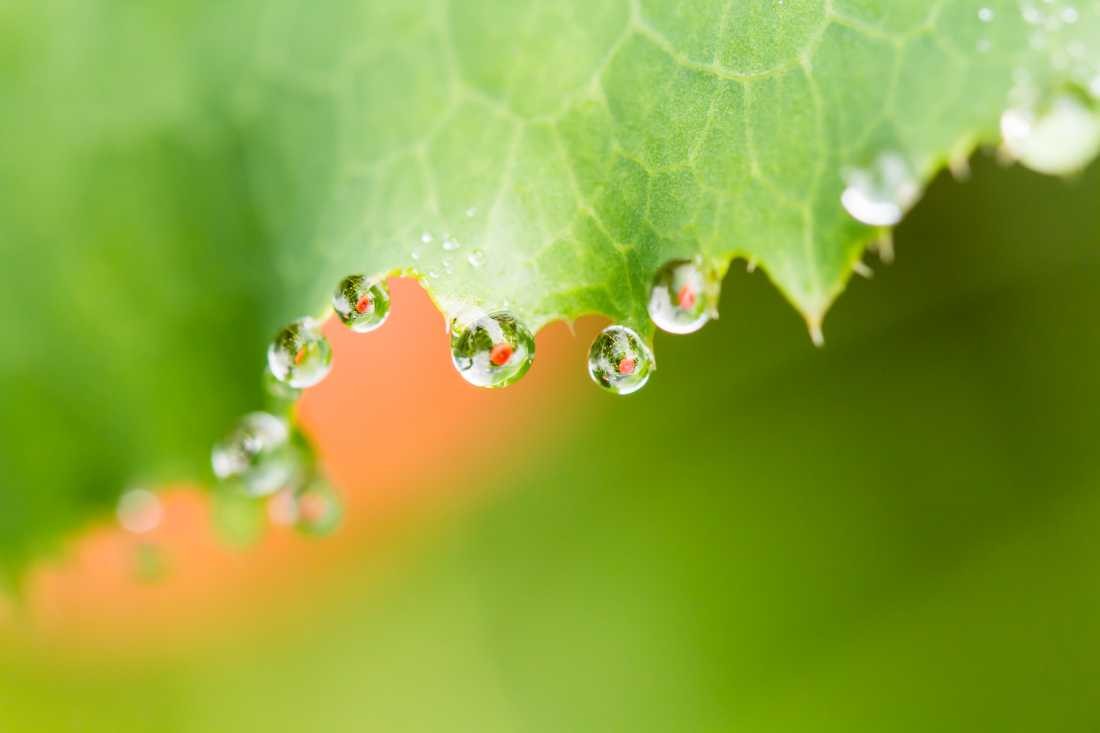 Conny Krakowski, Im Hintergrund (Tropfen Makro, Spiegelung, Wasser, Frühtau, Wassertropfen, Fotografie, Naturfotografie)