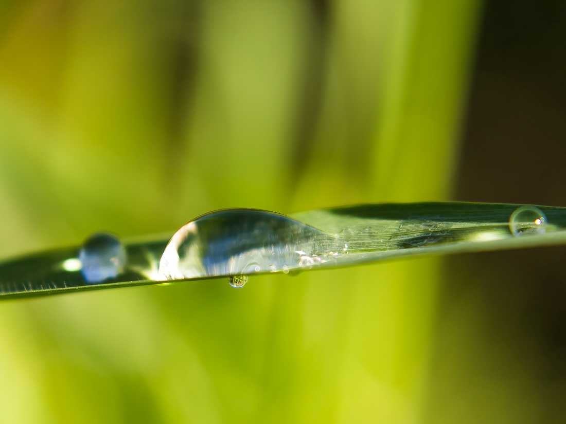 Conny Krakowski, Frühtau (Wiese,Tropfen Makro, Spiegelung, Wasser, Frühtau, Wassertropfen, Fotografie, Naturfotografie)