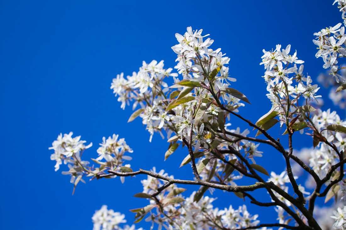 Conny Krakowski, Ein Sommertraum (Blumen, Obstbaum, Felsenbirne, Blumenwiese, Bienenwiese, Gras, Sommer, Natur,  Fotografie)