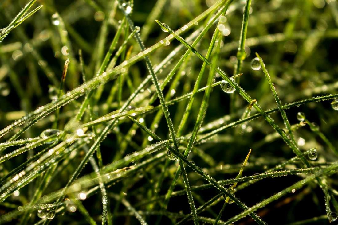 Conny Krakowski, Nur etwas Gras (Tropfen Makro, Spiegelung, Wasser, Frühtau, Wassertropfen, Fotografie, Naturfotografie)