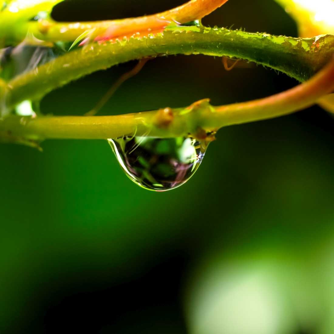 Conny Krakowski, In der Ruhe (Tropfen Makro, Spiegelung, Wasser, Frühtau, Wassertropfen, Fotografie, Naturfotografie)