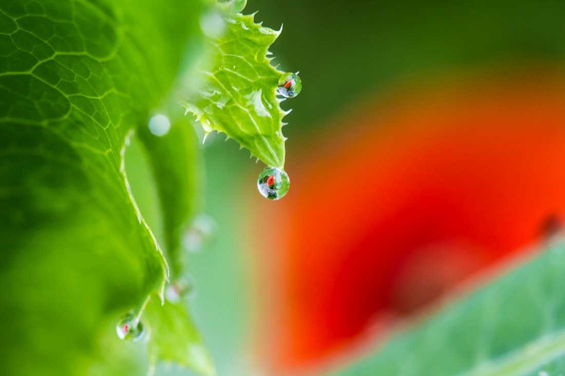 Conny Krakowski, Durchblick (Mohn, Mohnblume,Tropfen Makro, Spiegelung, Wasser, Frühtau, Wassertropfen, Fotografie, Naturfotografie)