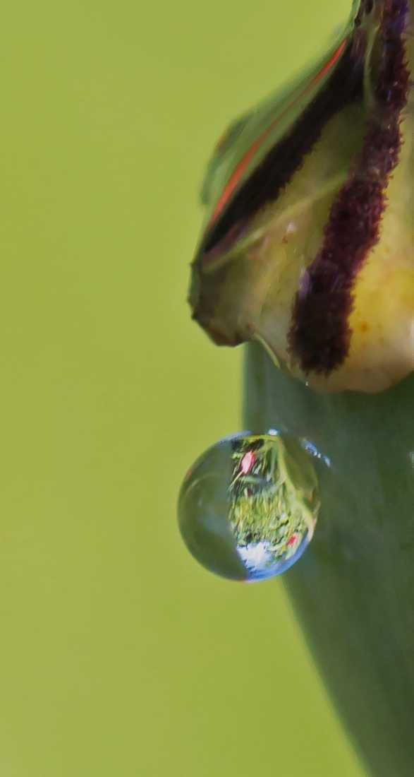 Conny Krakowski, Träne (Mohn, Mohnblume,Tropfen Makro, Spiegelung, Wasser, Frühtau, Wassertropfen, Fotografie, Naturfotografie)
