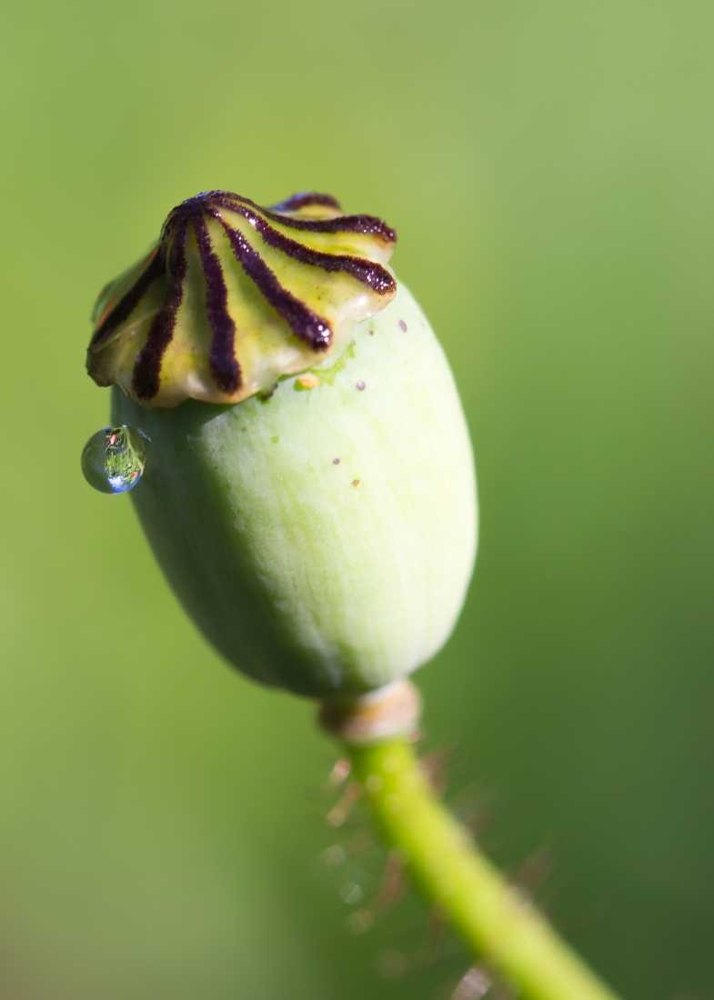Conny Krakowski, Nach dem Regen (Mohn, Mohnblume,Tropfen Makro, Spiegelung, Wasser, Frühtau, Wassertropfen, Fotografie, Naturfotografie)