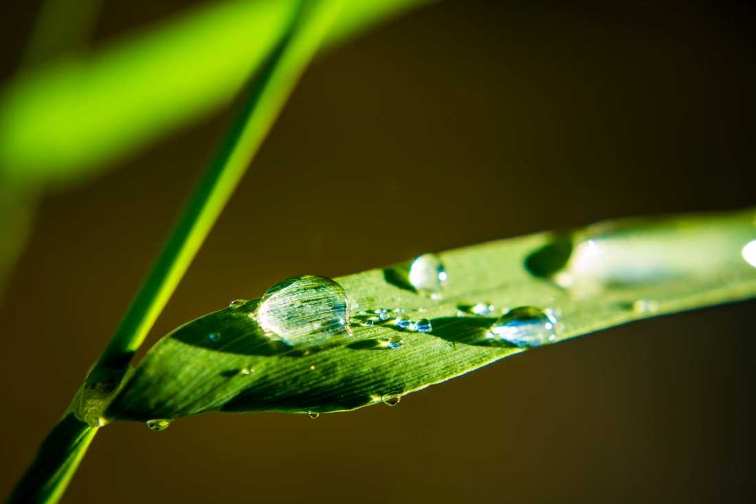 Conny Krakowski, Im Schilf (Schilf,Tropfen Makro, Spiegelung, Wasser, Frühtau, Wassertropfen, Fotografie, Naturfotografie)