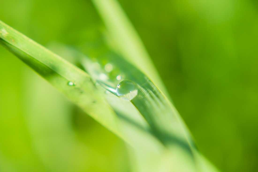 Conny Krakowski, Zentriert (Schilf,Tropfen Makro, Spiegelung, Wasser, Frühtau, Wassertropfen, Fotografie, Naturfotografie)