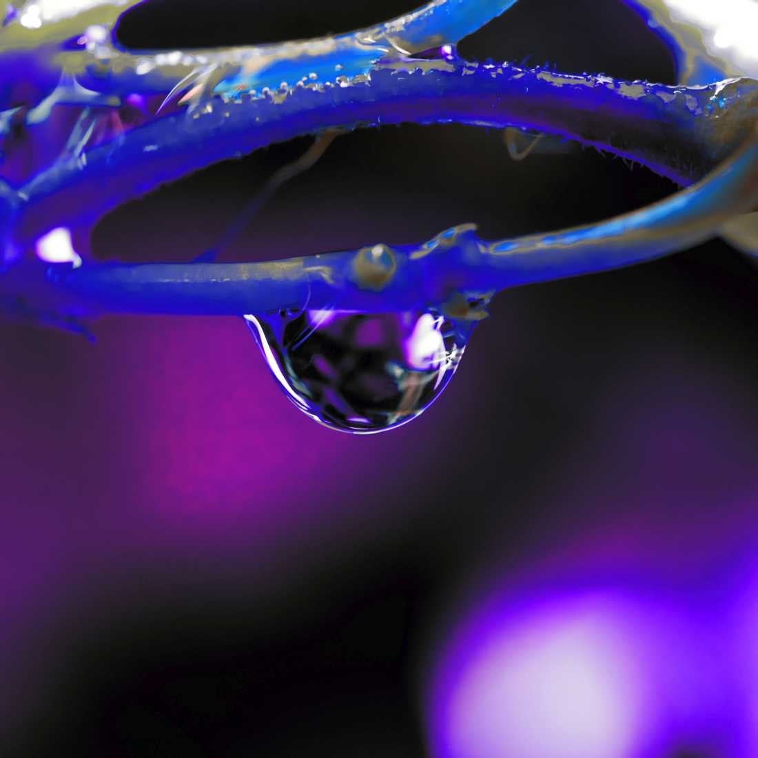 Conny Krakowski, Farbenspiel (Tropfen Makro, Spiegelung, Wasser, Frühtau, Wassertropfen, Fotografie, Naturfotografie)