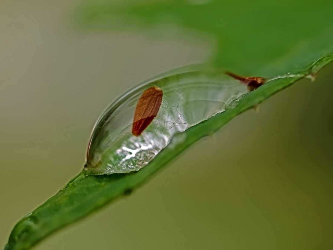 Conny Krakowski, Hinter der Oberfläche (Mohn, Mohnblume,Tropfen Makro, Spiegelung, Wasser, Frühtau, Wassertropfen, Fotografie, Naturfotografie)