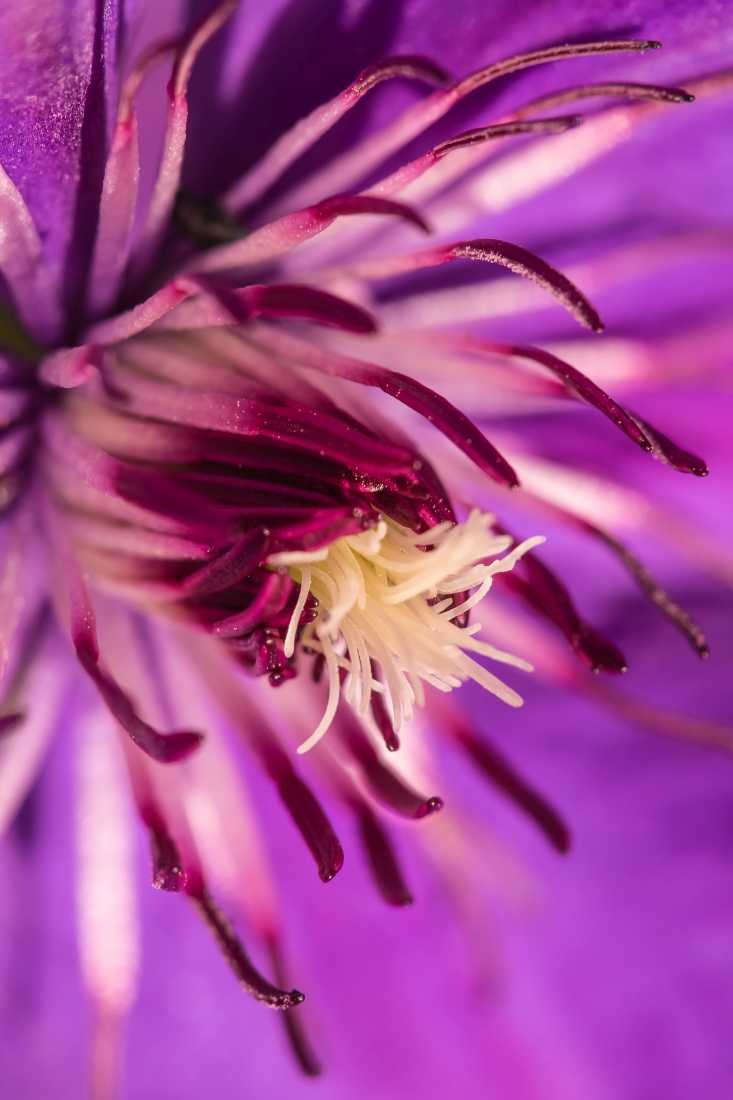 Conny Krakowski, Schönheit (Blumen, Clematis, Blüte, Sommer, Zierpflanze, Sommerblume, Schönheit, Zauber, Natur, Fotografie)