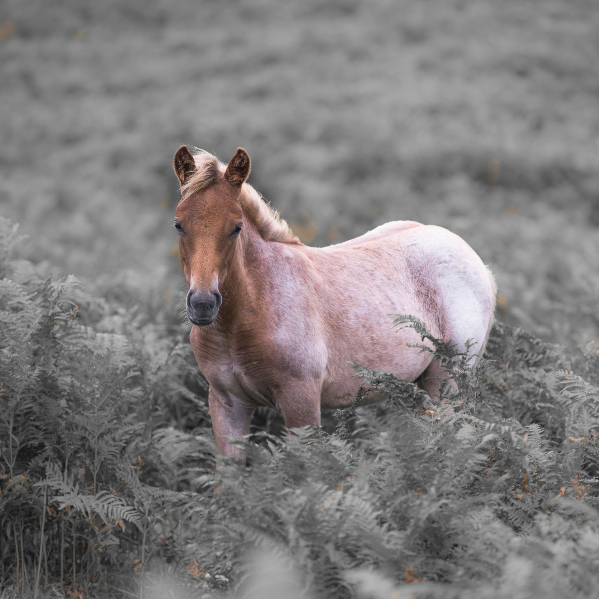 Konfiguration benutzen (Pferd, Wildpferd, Tiere, Freiheit, Steppe, Wunschgröße, Fotokunst, Colorspot, Wohnzimmer, Treppenhaus, grau/weiß/braun)