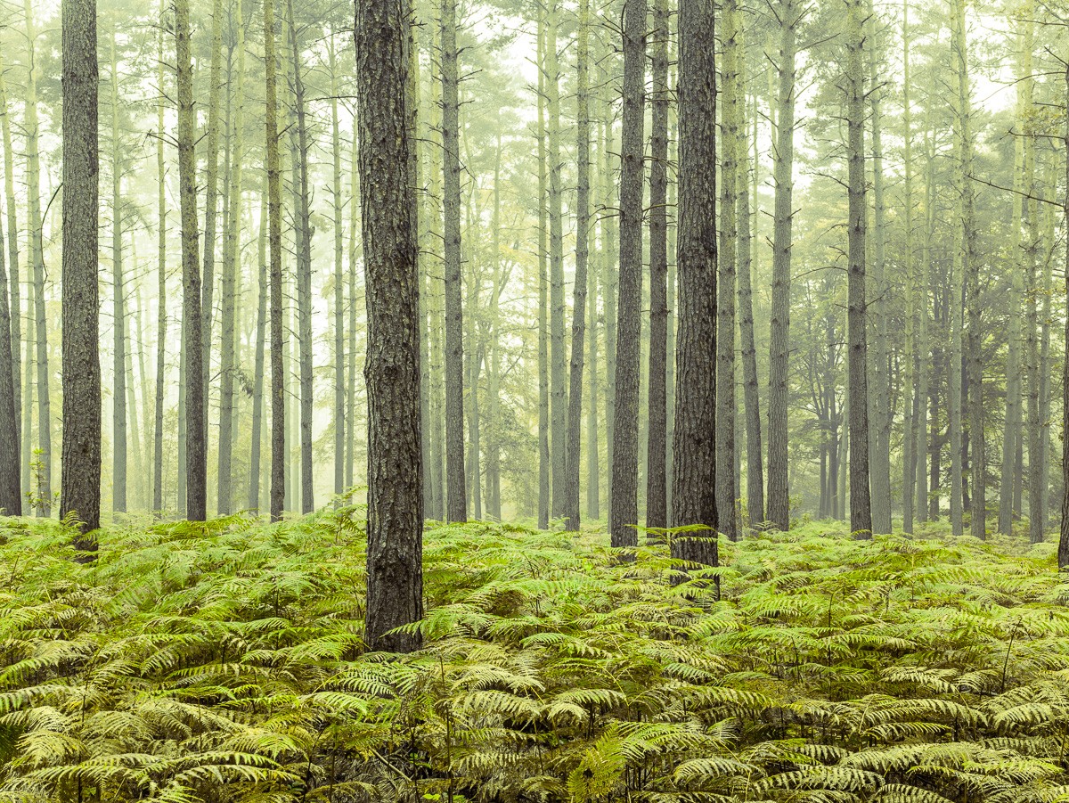 Konfiguration benutzen (Natur, Wald, Bäume, Flora, Farnkraut, Botanik, Wunschgröße, Fotokunst, Wohnzimmer, Treppenhaus, bunt)