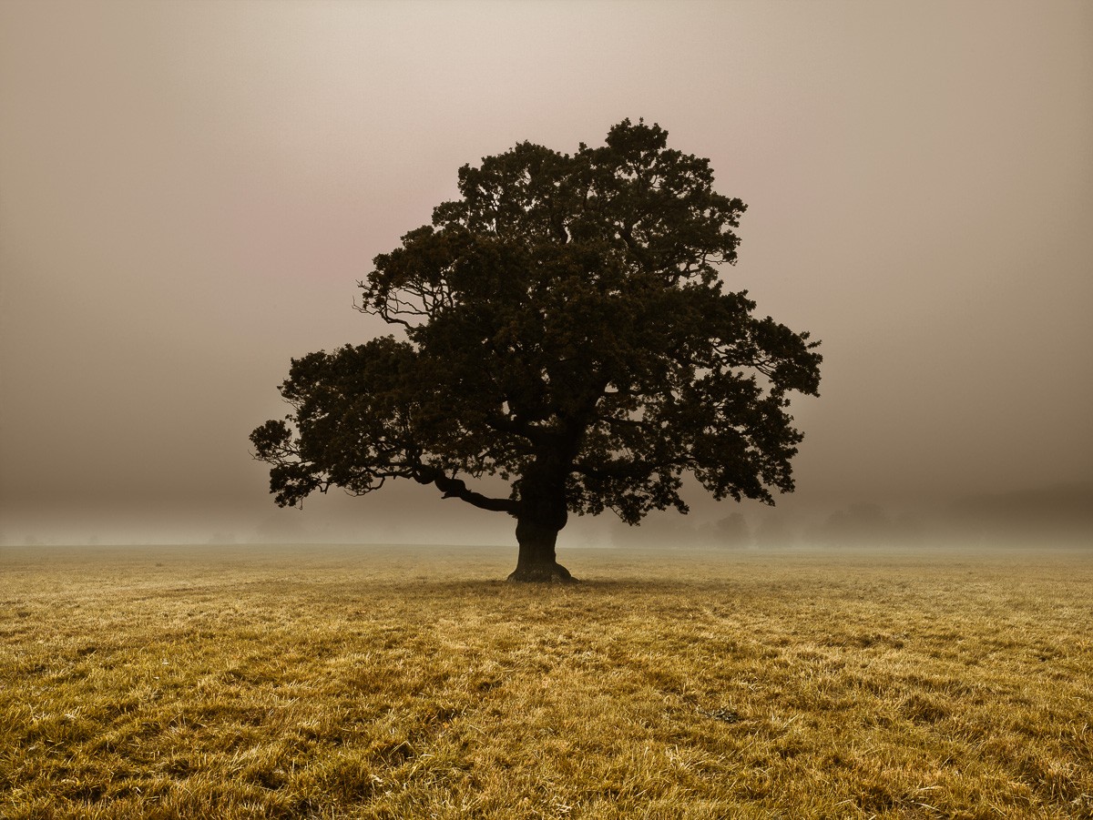 Konfiguration benutzen (Landschaft, Dunst, Nebel, einsamer Baum, Wunschgröße, Fotokunst, Wohnzimmer, Treppenhaus,)